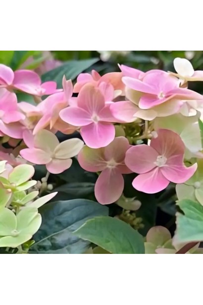 Гортензия метельчатая `Полестар` 